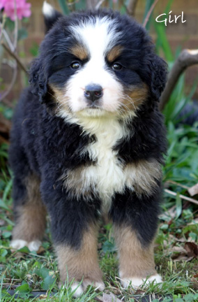 teddy bear bernese mountain dog